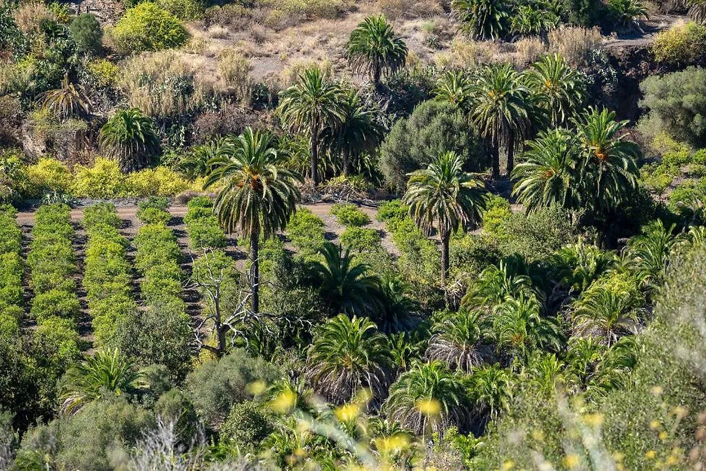 Ferienhaus Cosy Bungalow Green Oasis Maspalomas